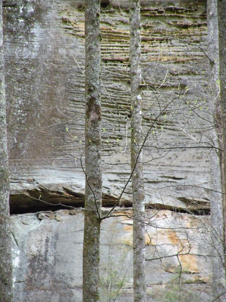 Trees _amp_ Cliff.jpg